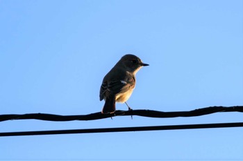 Daurian Redstart 東京都 Wed, 12/7/2022