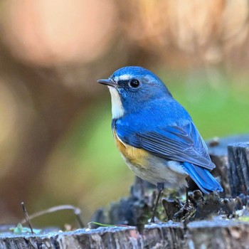 Red-flanked Bluetail 庚申山総合公園 Sat, 12/10/2022