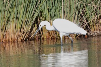 2022年12月10日(土) 新横浜公園の野鳥観察記録