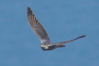 Eurasian Sparrowhawk Unknown Spots Sun, 4/2/2017