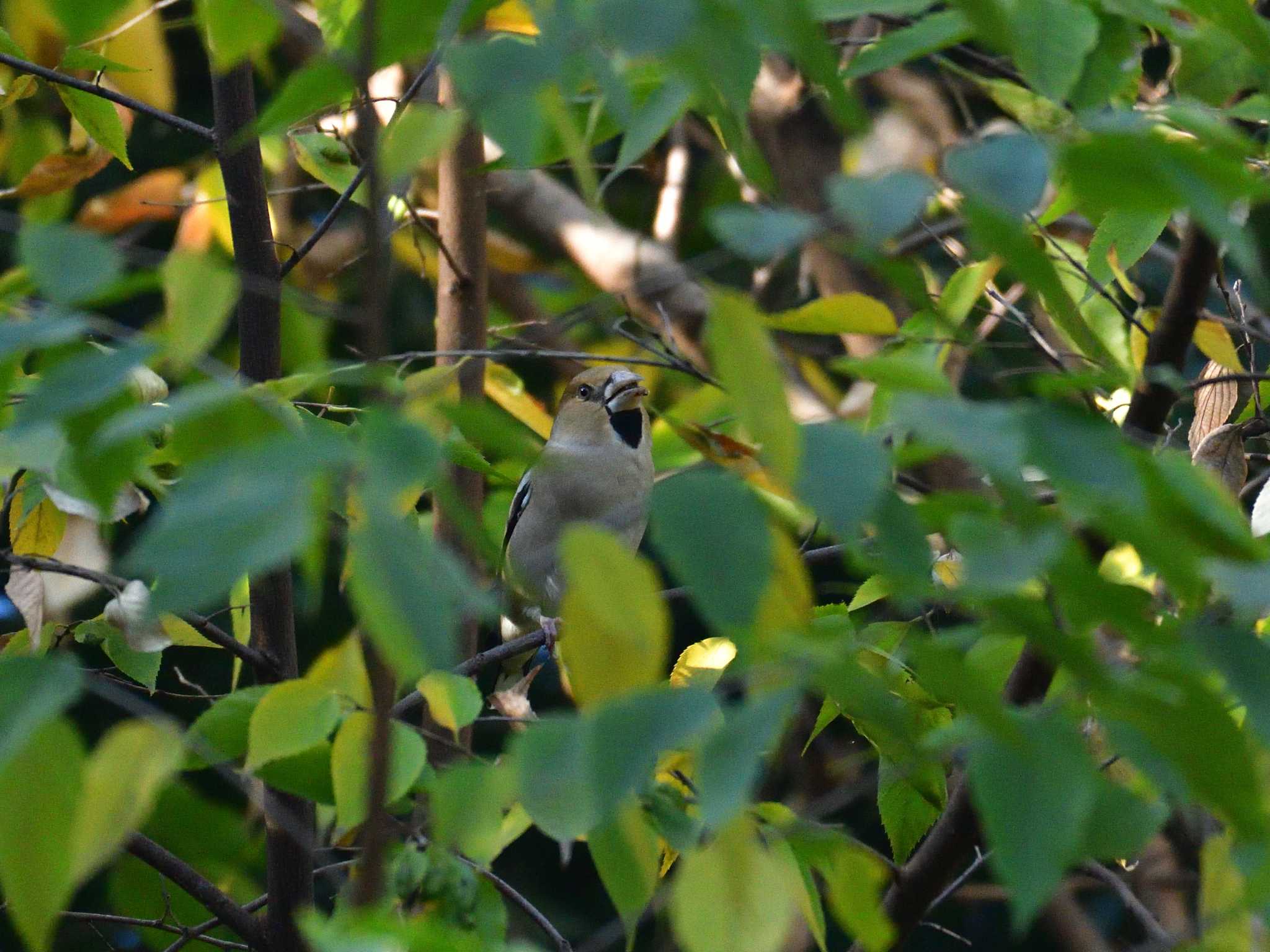 Photo of Hawfinch at Tokyo Port Wild Bird Park by 80%以上は覚えてないかも