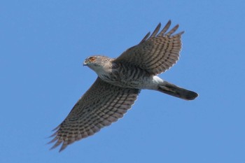 Japanese Sparrowhawk Unknown Spots Sun, 4/2/2017