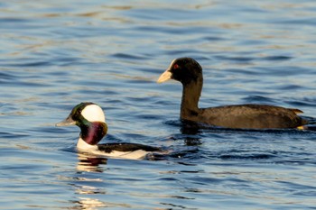 Bufflehead 多摩川 Sat, 12/10/2022