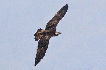 Osprey Unknown Spots Mon, 8/28/2017