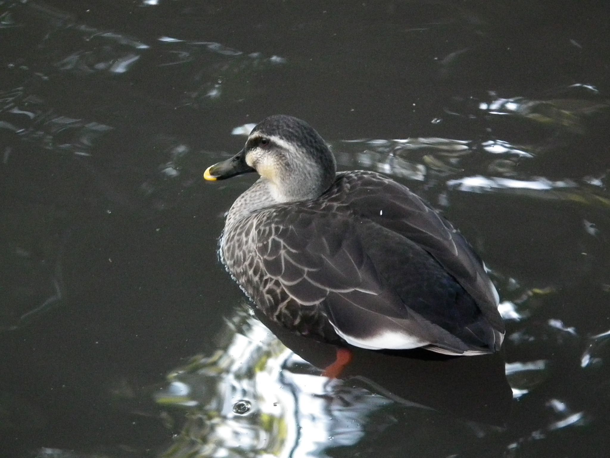 Photo of Eastern Spot-billed Duck at Higashitakane Forest park by まさ