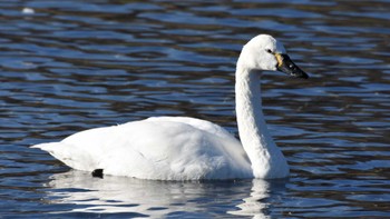 Tundra Swan(columbianus) 御宝田遊水池 Sat, 12/10/2022