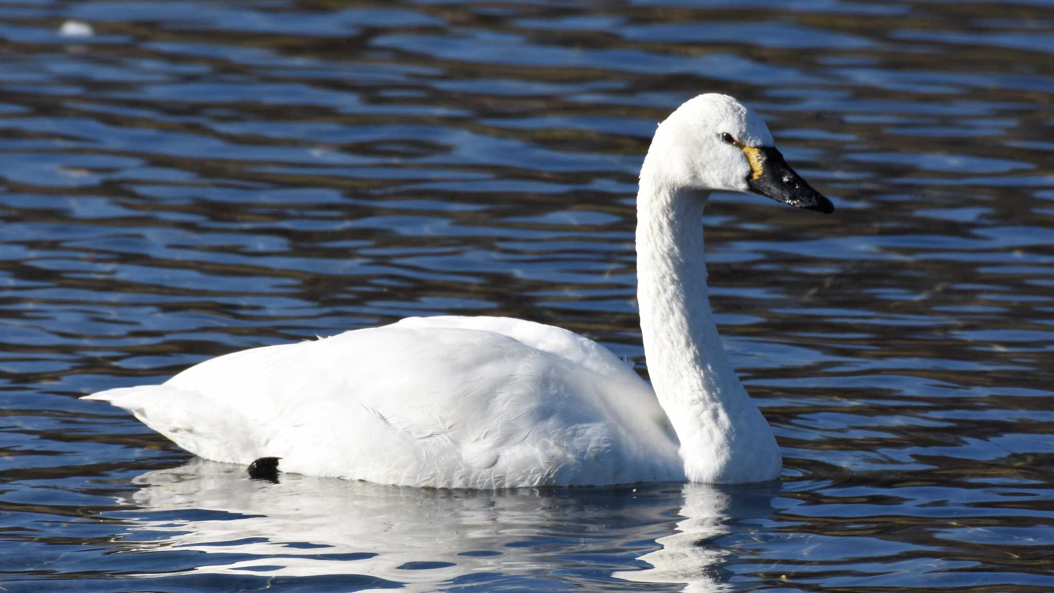 Tundra Swan(columbianus)