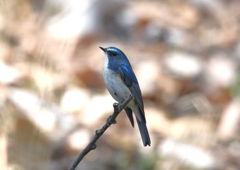 ルリビタキ 薬師池公園 2018年3月4日(日)