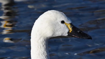 Tundra Swan(columbianus) 御宝田遊水池 Sat, 12/10/2022