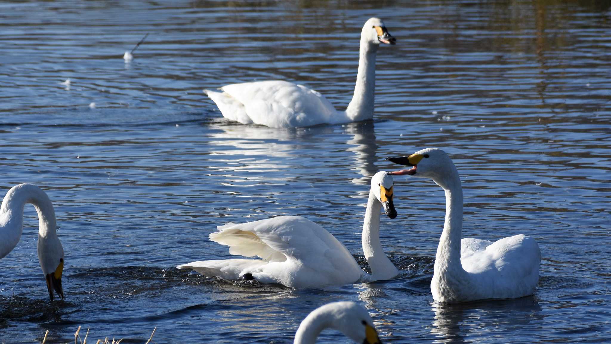 Tundra Swan