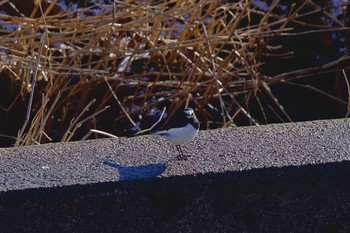 2022年12月10日(土) 浦河の野鳥観察記録