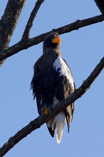 Steller's Sea Eagle 浦河 Sat, 12/10/2022