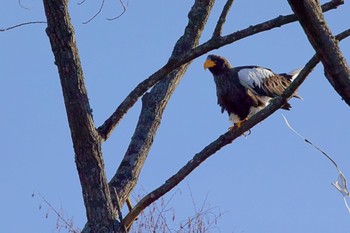 Steller's Sea Eagle 浦河 Sat, 12/10/2022