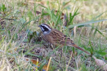 2022年12月10日(土) 都立狭山公園の野鳥観察記録