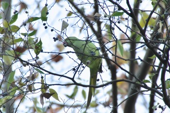 ワカケホンセイインコ 新宿御苑 2022年12月10日(土)