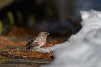 Common Redpoll Unknown Spots Tue, 3/6/2018