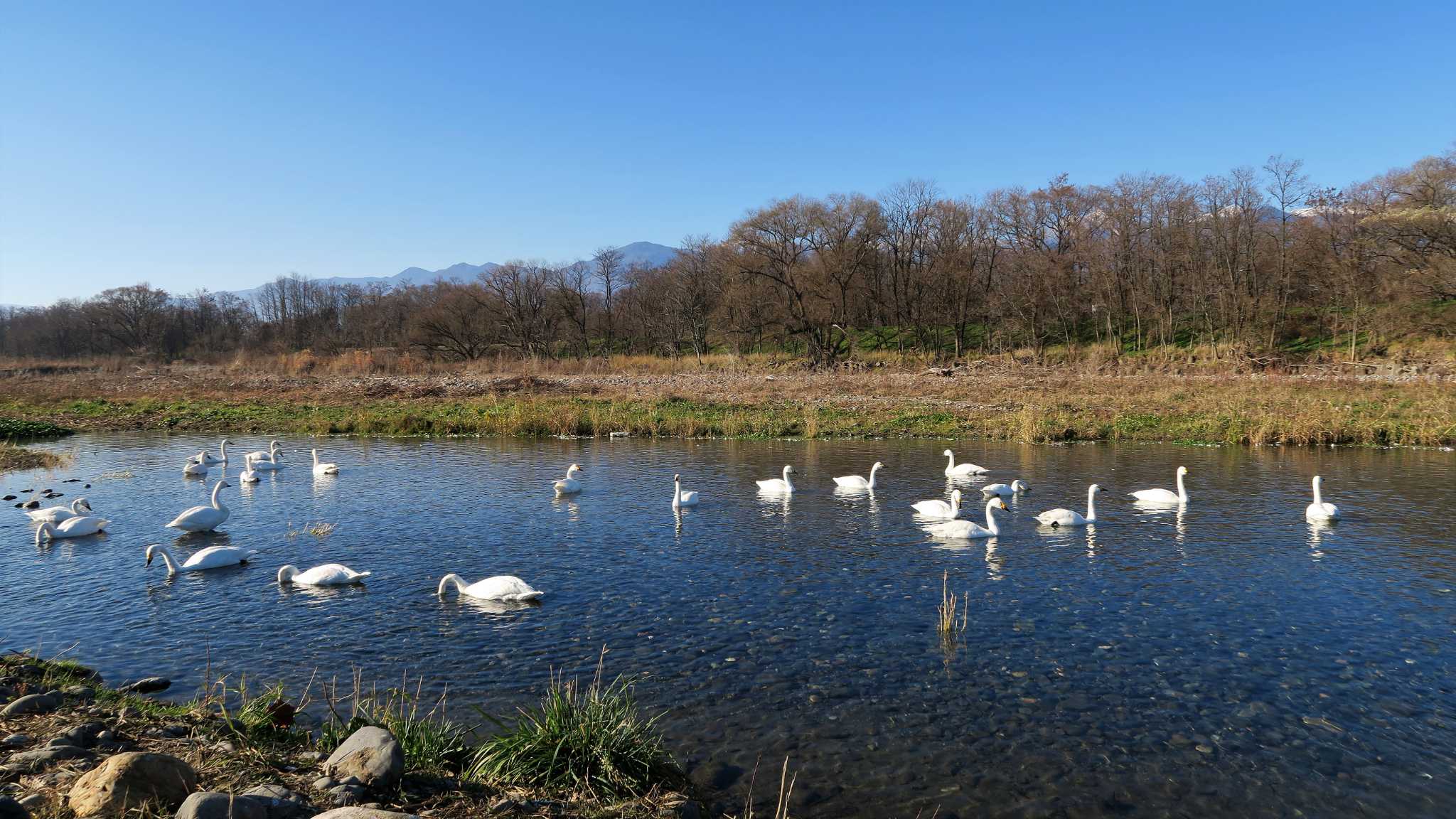 Tundra Swan