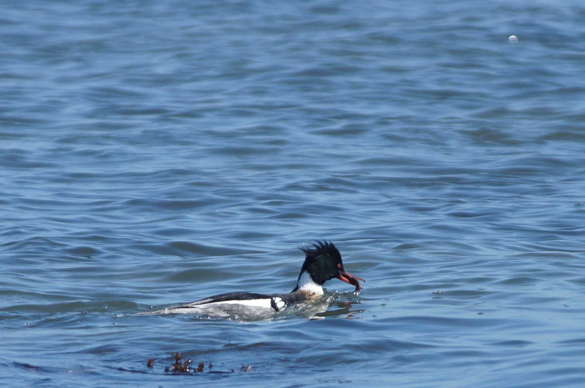 Red-breasted Merganser