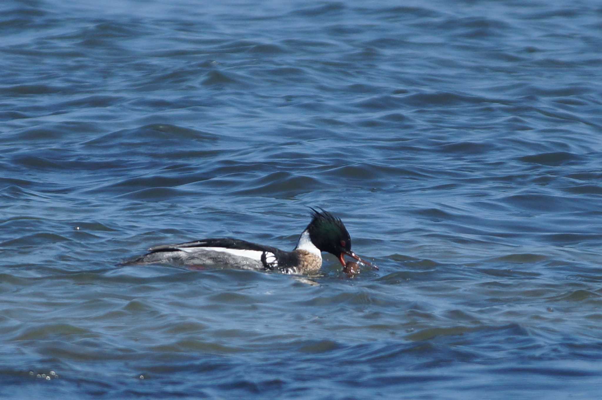 Red-breasted Merganser