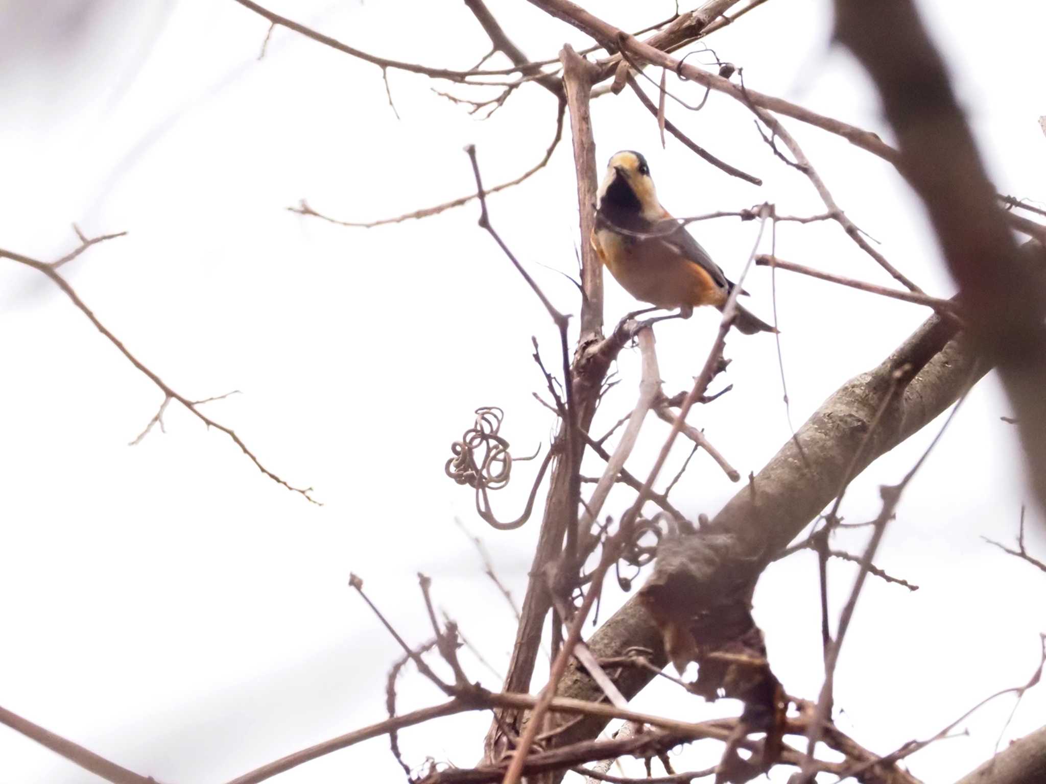 Varied Tit