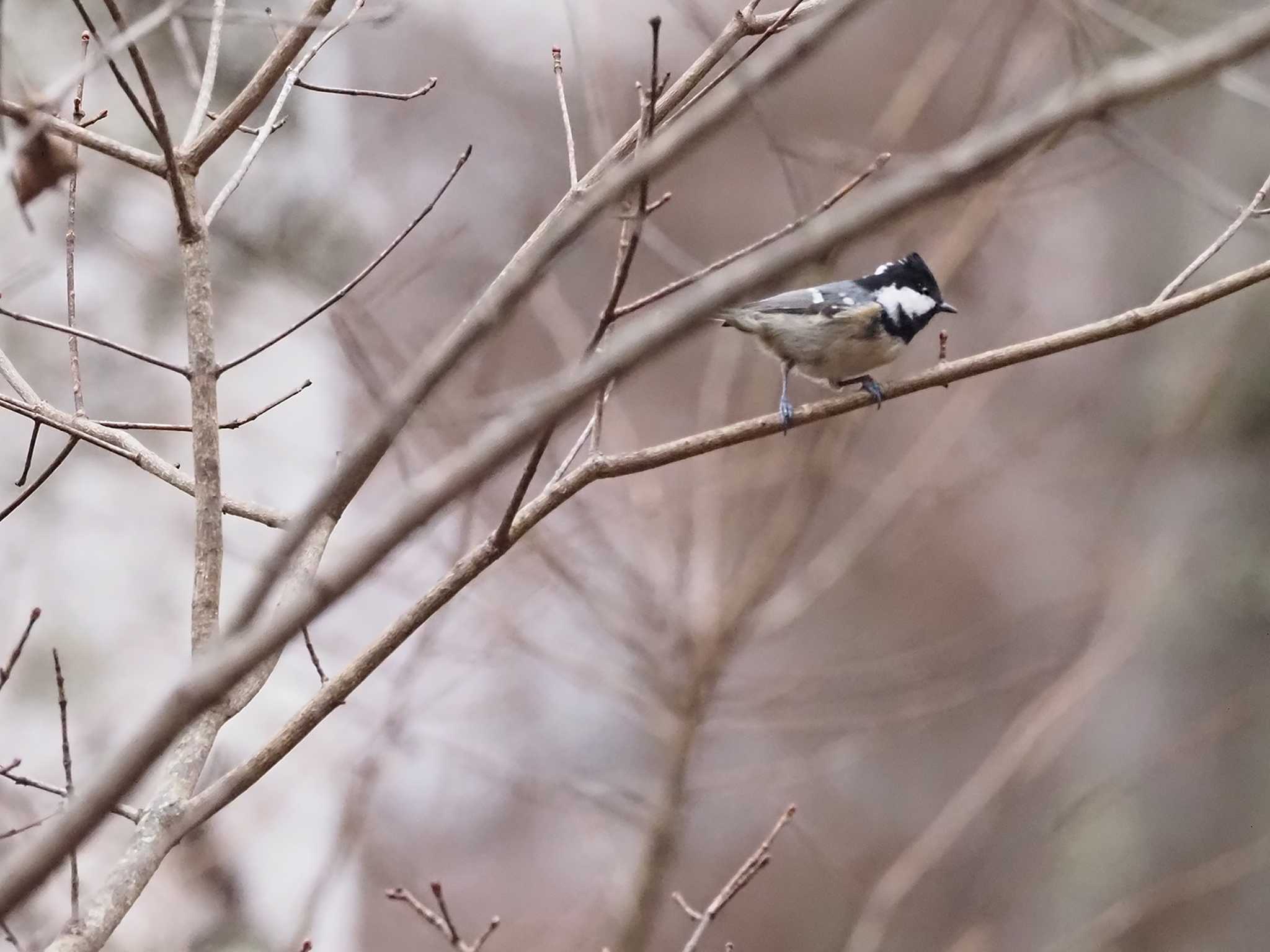 Coal Tit