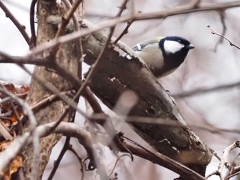 Japanese Tit 嵯峨塩深沢林道 Sun, 12/4/2022