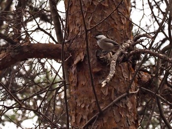 Willow Tit 嵯峨塩深沢林道 Sun, 12/4/2022