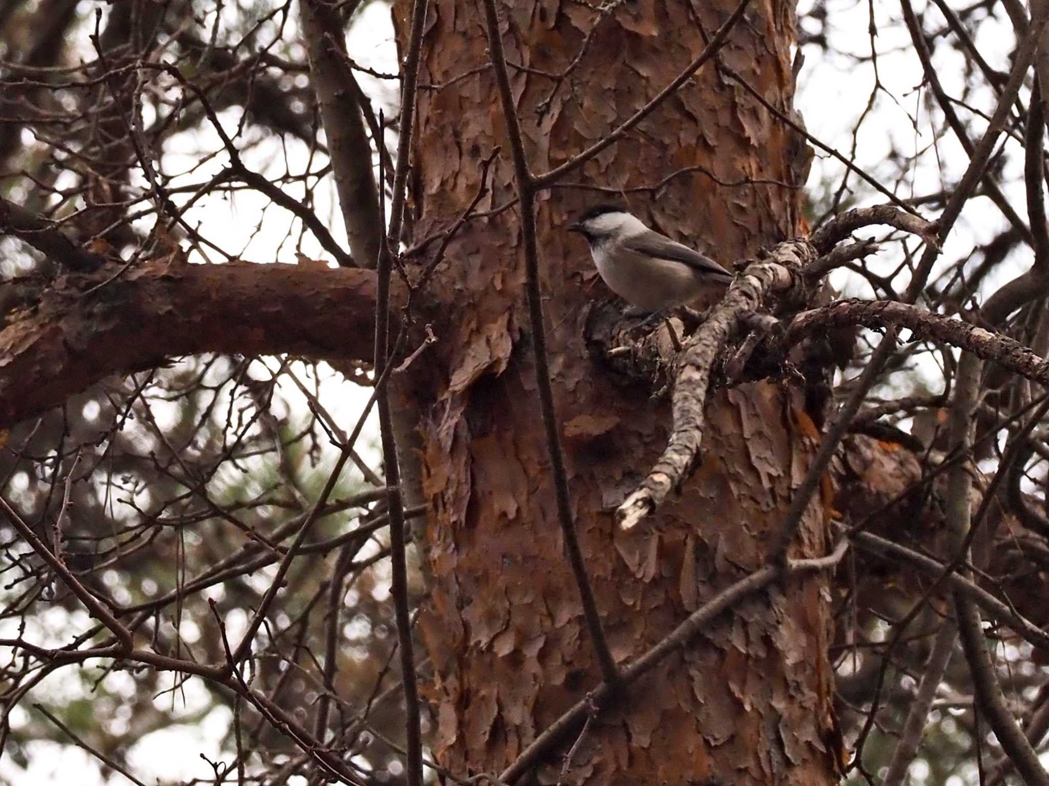 Willow Tit