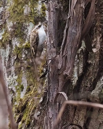 Eurasian Treecreeper 嵯峨塩深沢林道 Sun, 12/4/2022