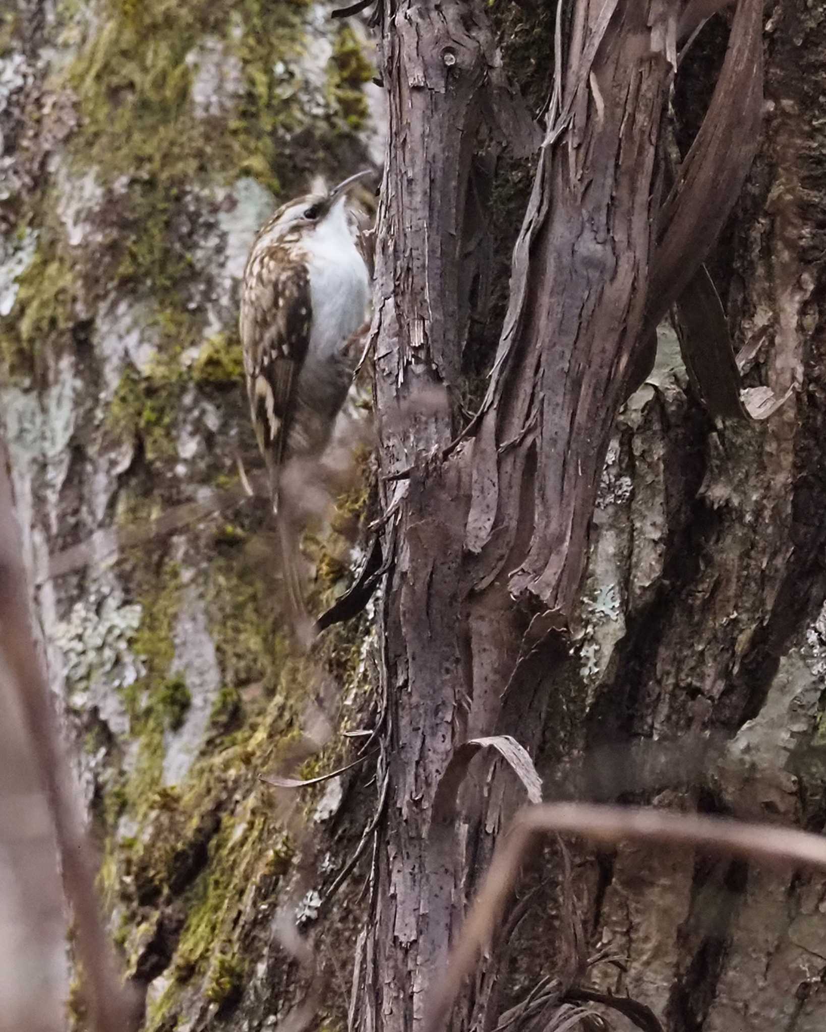 Eurasian Treecreeper