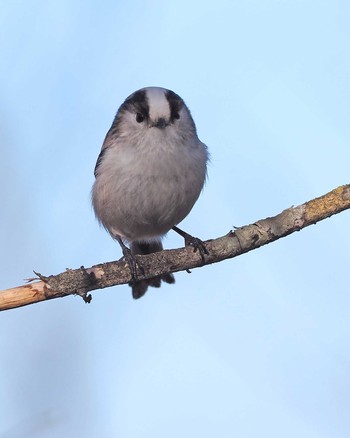 Long-tailed Tit 嵯峨塩深沢林道 Sun, 12/4/2022