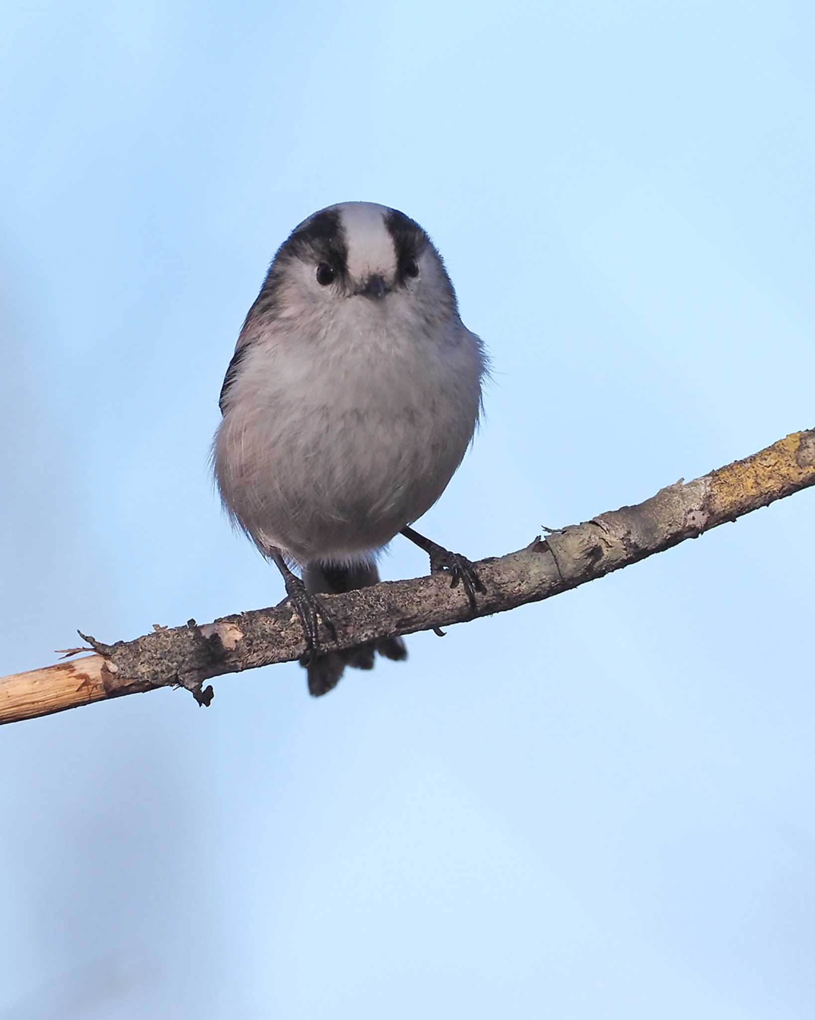 Long-tailed Tit