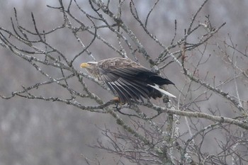 White-tailed Eagle 大沼公園(北海道七飯町) Sat, 3/3/2018