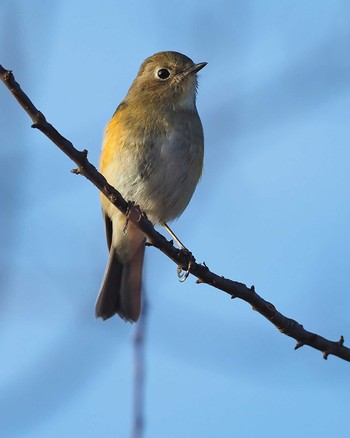 Red-flanked Bluetail 嵯峨塩深沢林道 Sun, 12/4/2022