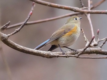 2022年12月4日(日) 嵯峨塩深沢林道の野鳥観察記録