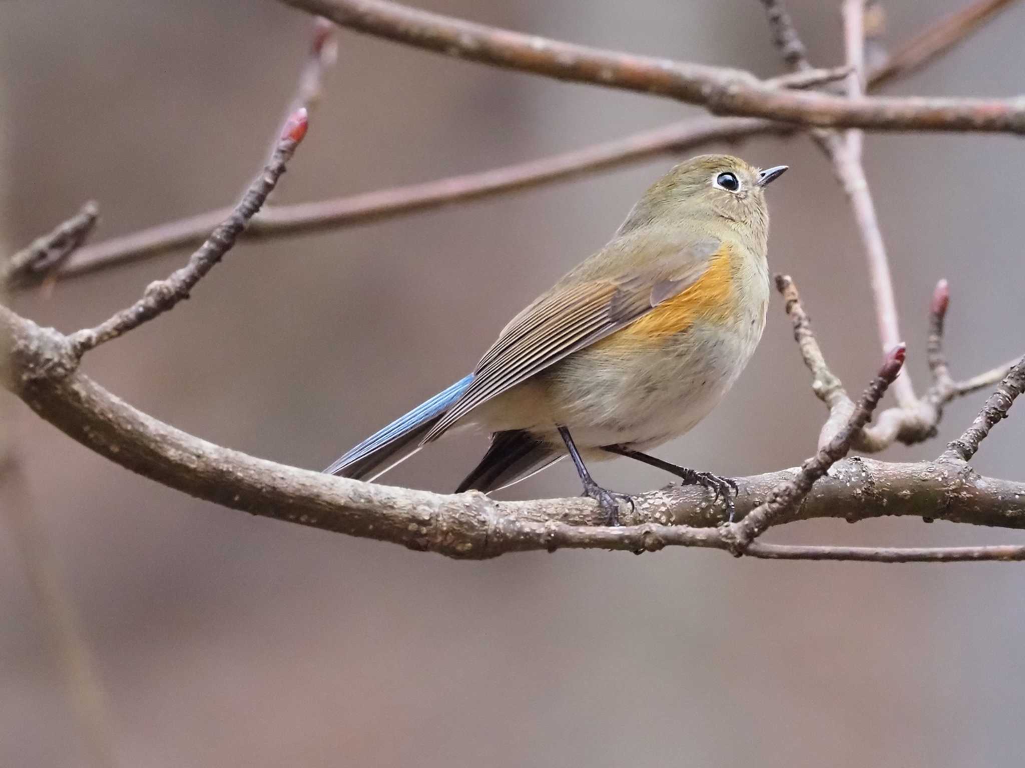 Red-flanked Bluetail