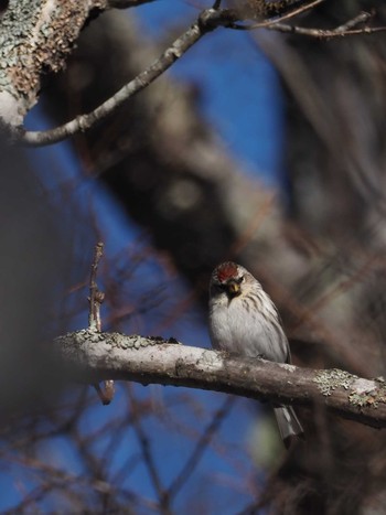 Common Redpoll Unknown Spots Tue, 3/6/2018