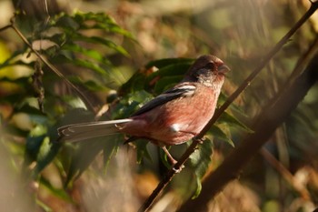 2022年12月10日(土) 早戸川林道の野鳥観察記録