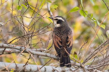 Dusky Thrush 曽根干潟(曾根干潟) Fri, 12/9/2022