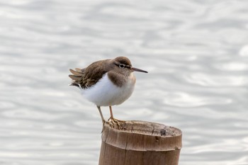 Common Sandpiper 曽根干潟(曾根干潟) Fri, 12/9/2022