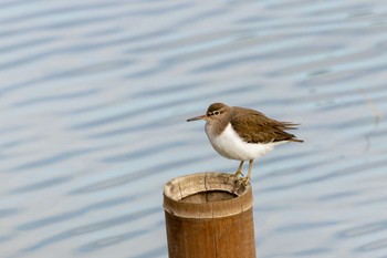 Common Sandpiper 曽根干潟(曾根干潟) Fri, 12/9/2022