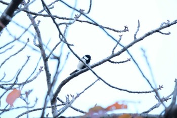 2022年12月9日(金) 駒場の野鳥観察記録