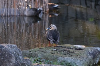 カルガモ 千葉県立行田公園 2022年12月10日(土)