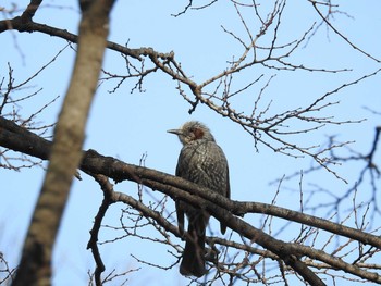 Brown-eared Bulbul 大阪市住吉公園 Sun, 2/18/2018