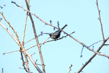 シジュウカラ 千葉県立行田公園 2022年12月10日(土)