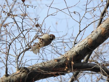 Eurasian Tree Sparrow 大阪市住吉公園 Sun, 2/18/2018