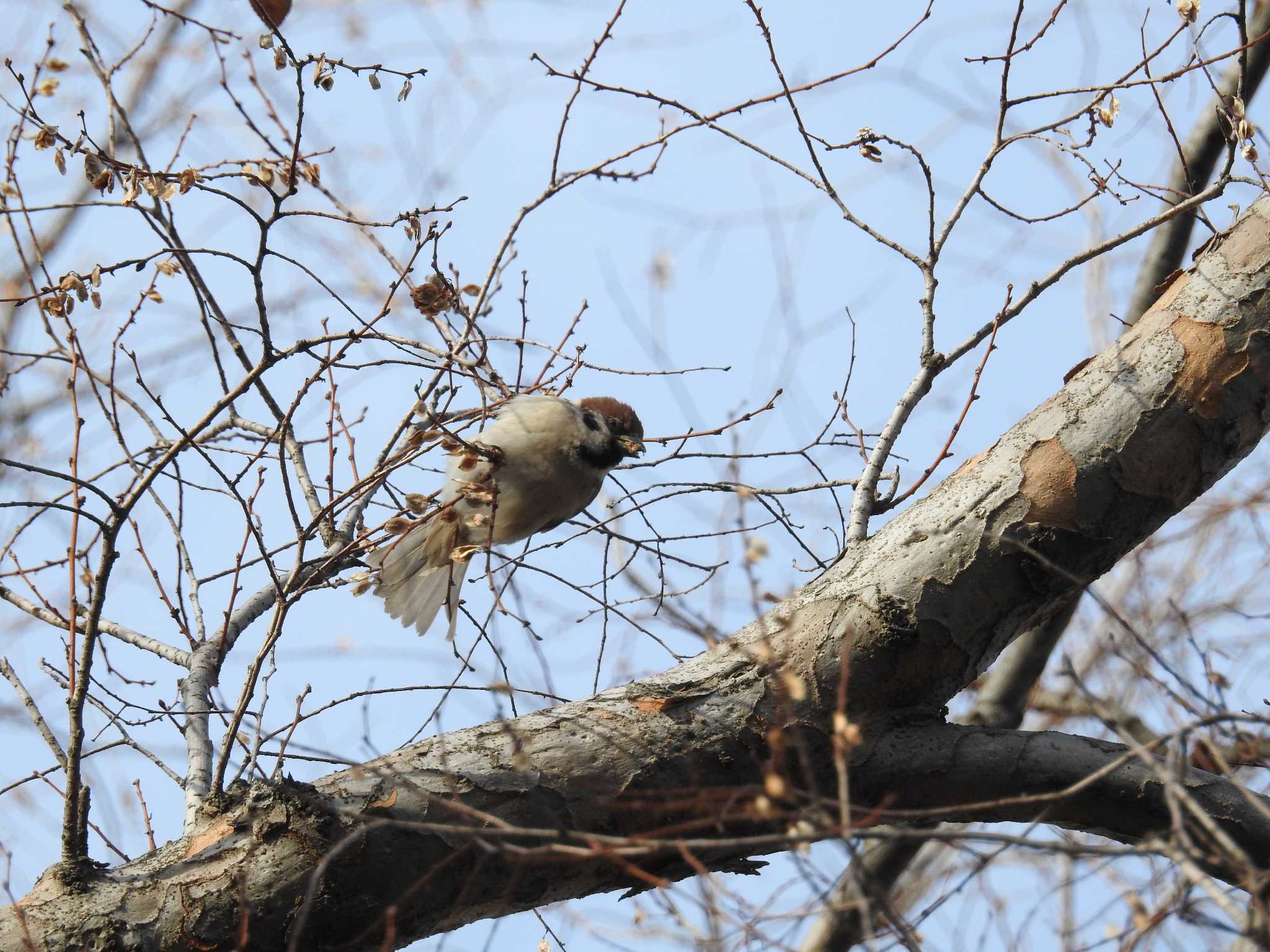 Photo of Eurasian Tree Sparrow at 大阪市住吉公園 by ぴよお