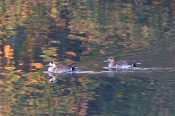 Baikal Teal 大阪府豊中市 Sat, 12/10/2022