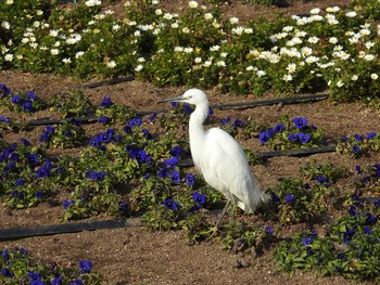 Little Egret 大阪市住吉公園 Sun, 2/18/2018