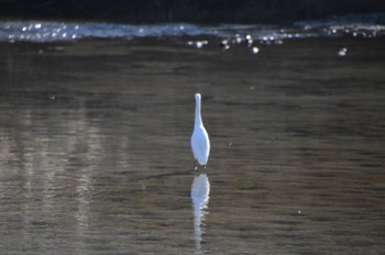 コサギ 広島県呉市二河川河口 2022年12月10日(土)